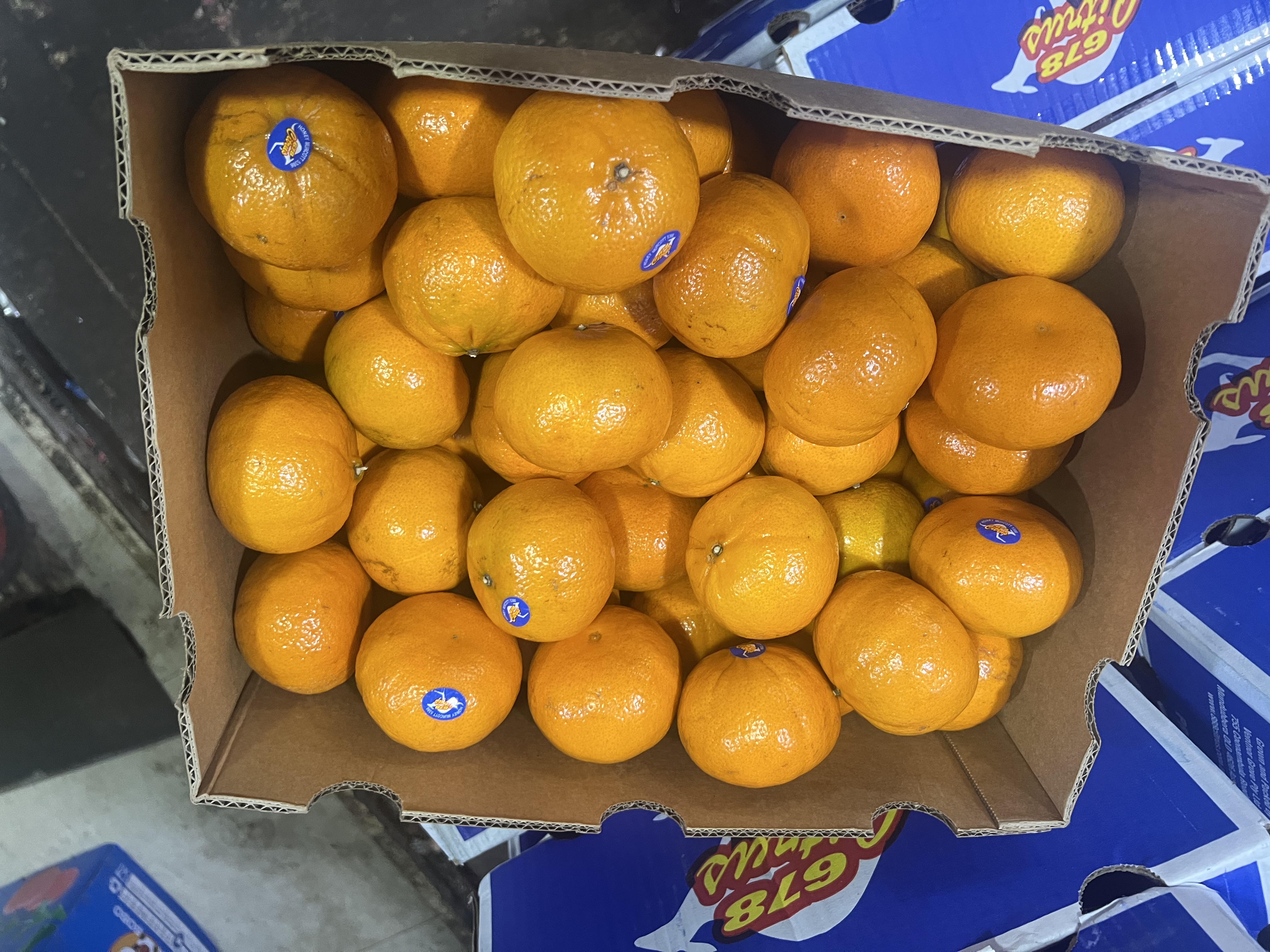 ក្រូចរូបសេកលេខធំ  L (7Kg/កេះ) 